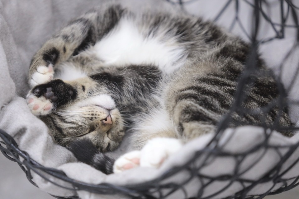 Усатые-полосатые Усатые-полосатые