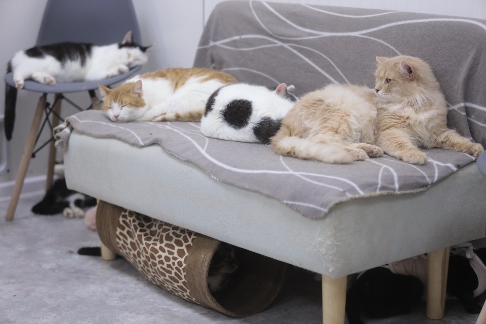 Усатые-полосатые Усатые-полосатые