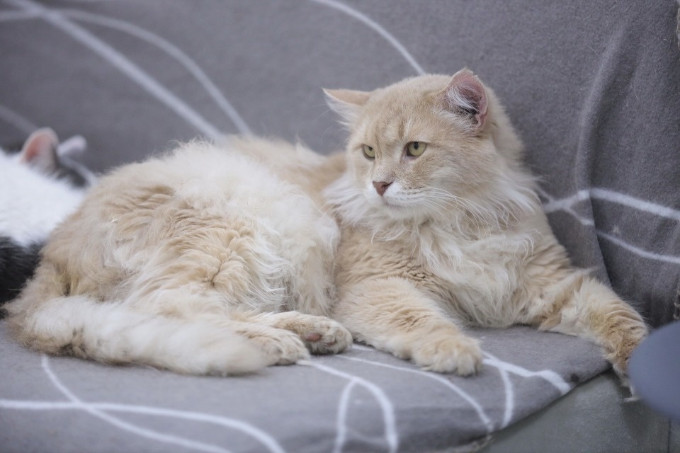 Усатые-полосатые Усатые-полосатые