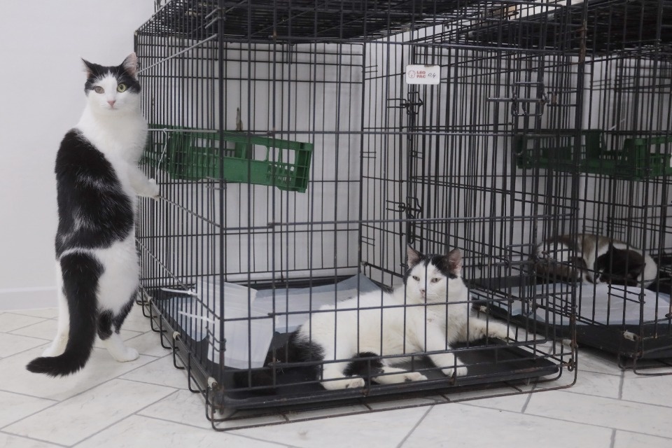 Усатые-полосатые Усатые-полосатые