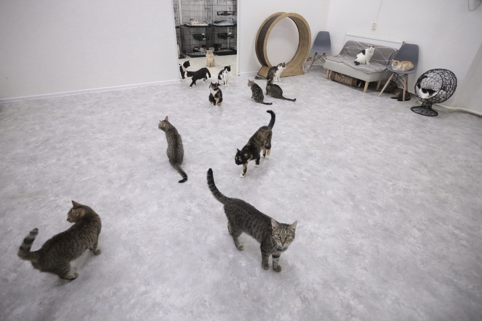 Усатые-полосатые Усатые-полосатые