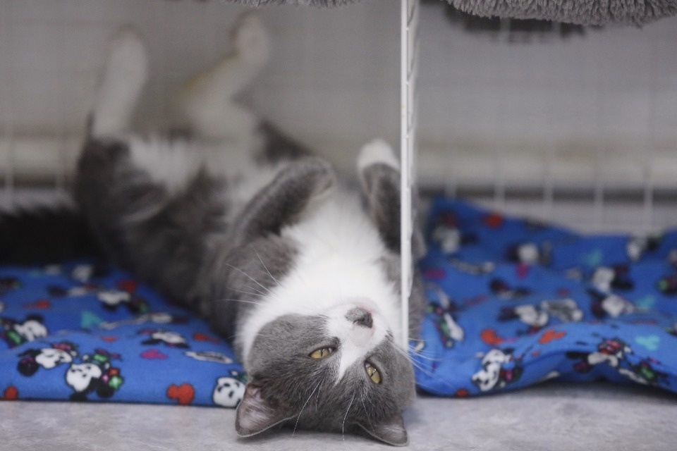 Усатые-полосатые Усатые-полосатые