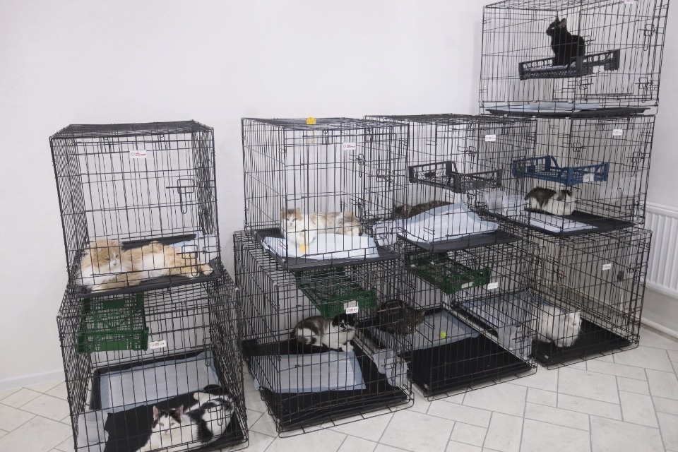 Усатые-полосатые Усатые-полосатые