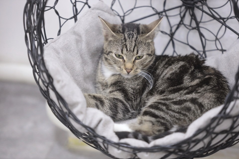 Усатые-полосатые Усатые-полосатые