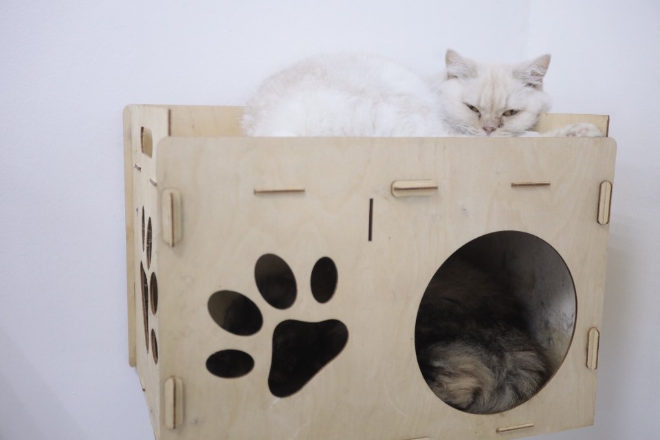 Усатые-полосатые Усатые-полосатые