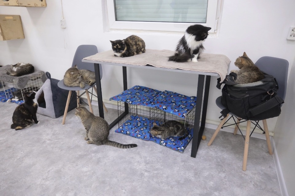 Усатые-полосатые Усатые-полосатые