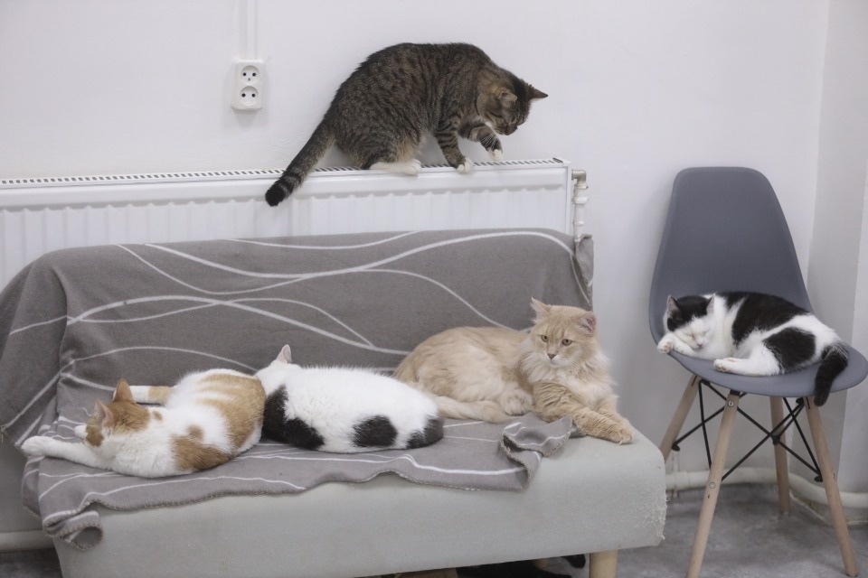 Усатые-полосатые Усатые-полосатые