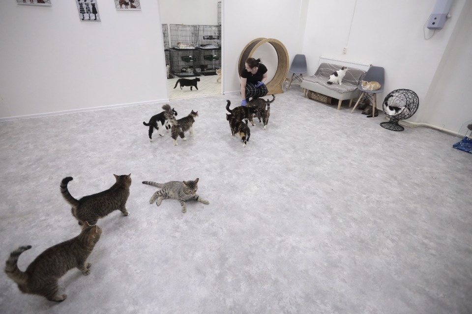 Усатые-полосатые Усатые-полосатые