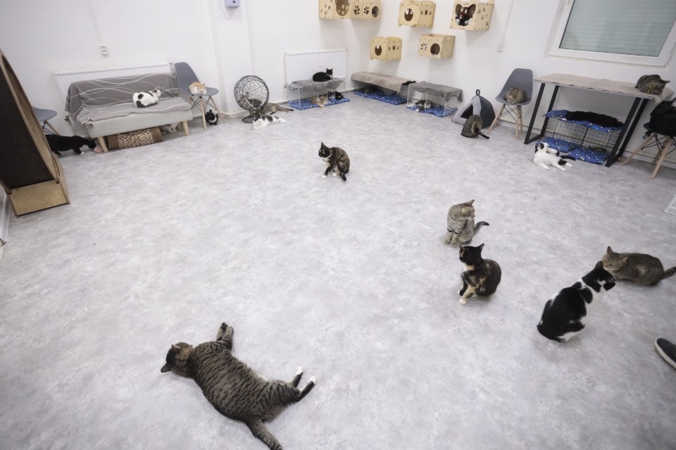 Усатые-полосатые Усатые-полосатые