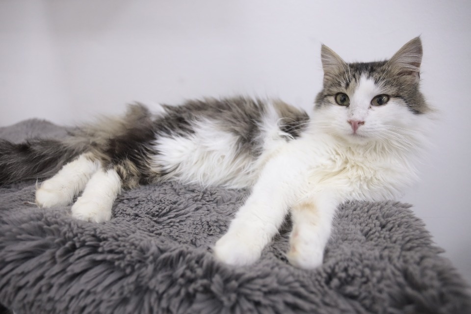 Усатые-полосатые Усатые-полосатые