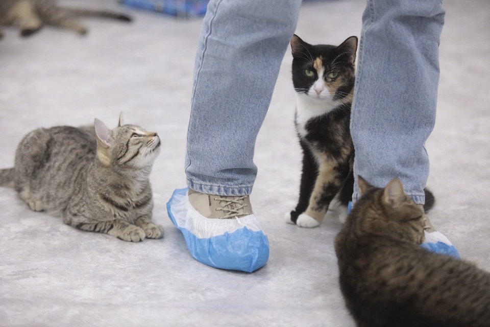 Усатые-полосатые Усатые-полосатые