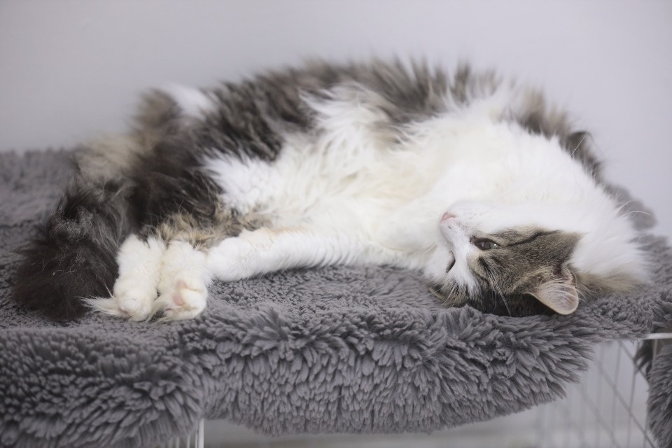 Усатые-полосатые Усатые-полосатые