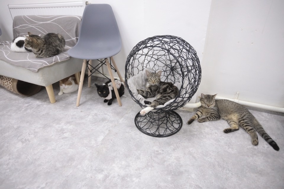 Усатые-полосатые Усатые-полосатые