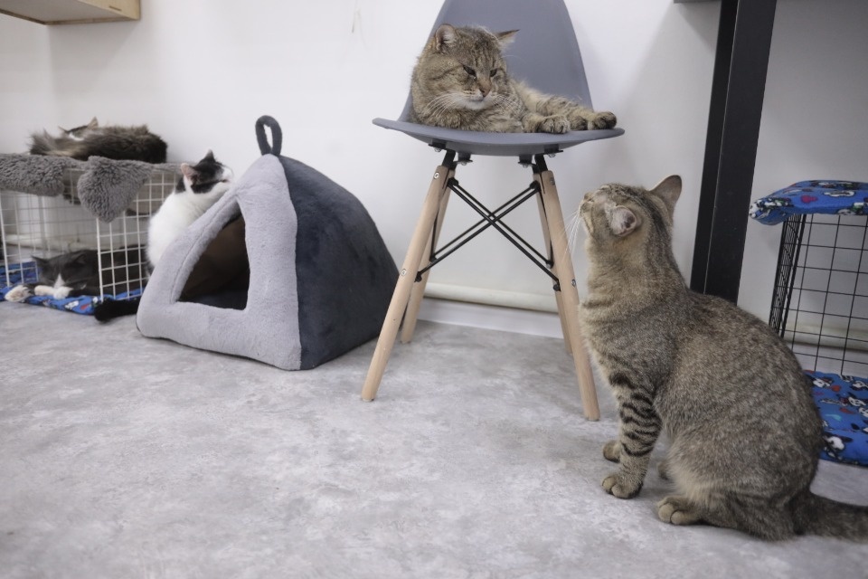 Усатые-полосатые Усатые-полосатые