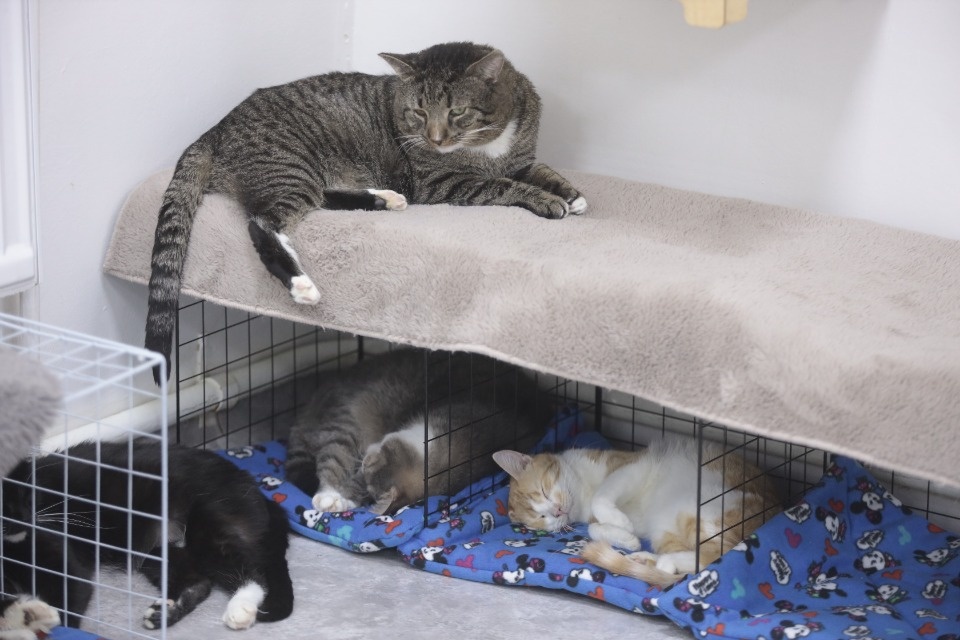 Усатые-полосатые Усатые-полосатые