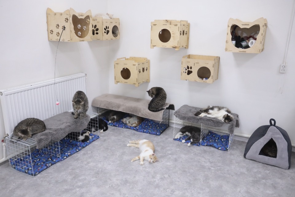 Усатые-полосатые Усатые-полосатые