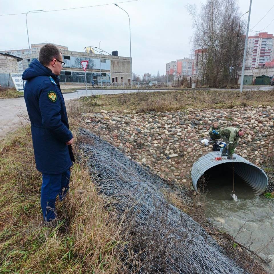 Грязные сточные воды из коллектора попадают в реку Великую в Пскове