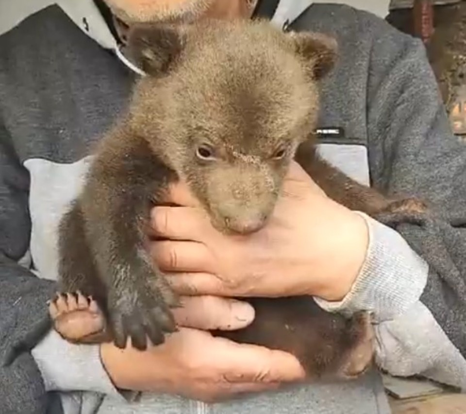 Дедовичского медвежонка-сироту отправили на биостанцию в Тверскую область Дедовичского медвежонка-сироту отправили на биостанцию в Тверскую область