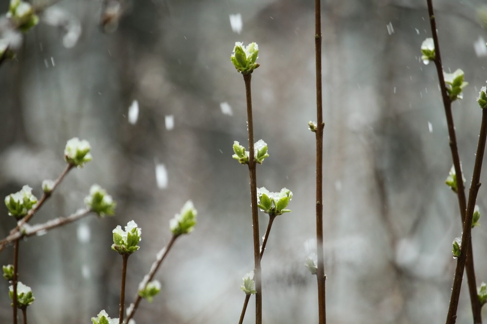 Все разновидности зимних осадков ожидают псковичей к середине марта
