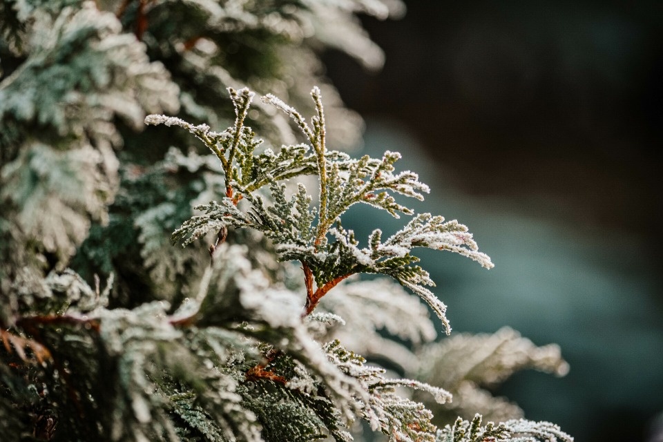 Тала Нещадимова: Для Псковской области заморозки в мае – это норма	