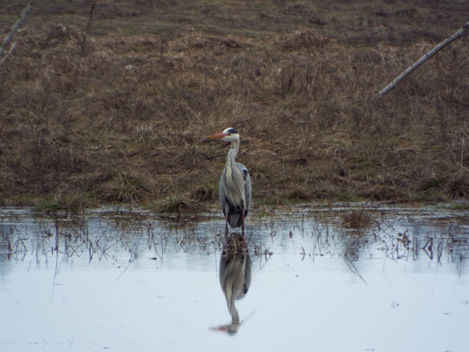 В Пушкинский заповедник с зимовки вернулись серые цапли