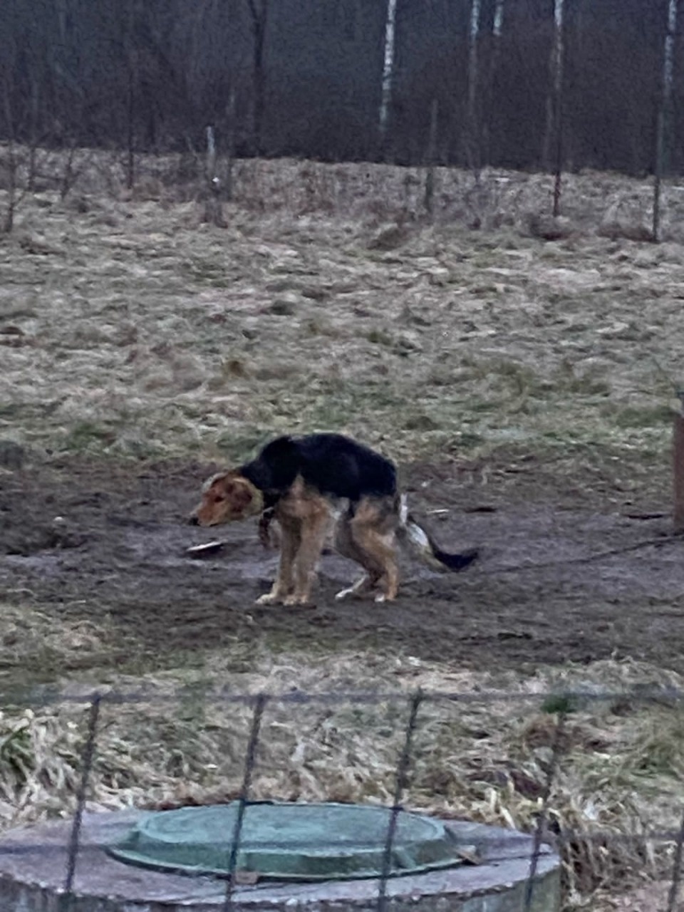 Псковские зоозащитники спасли брошенную на цепи собаку от мучительной смерти