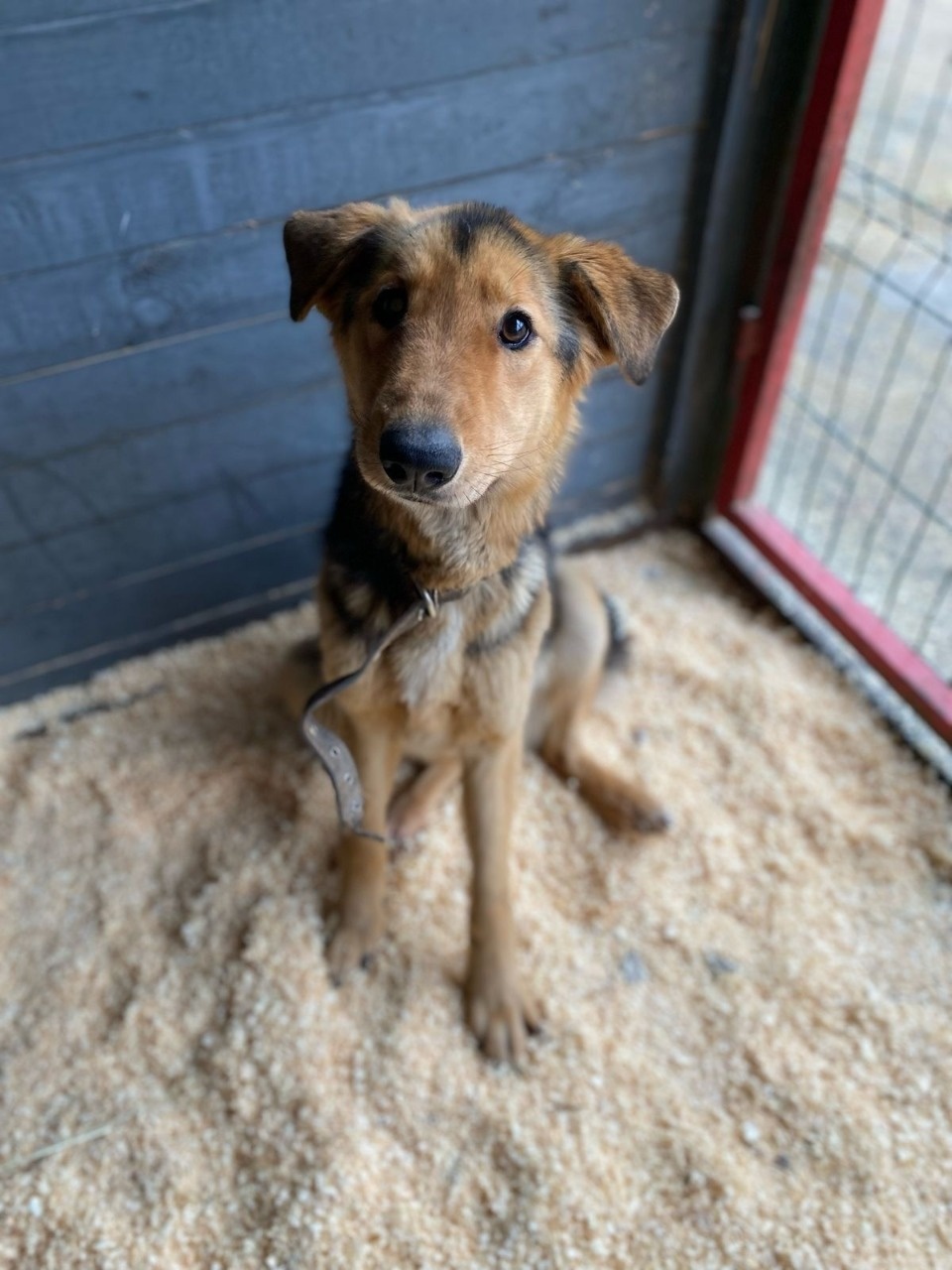 Псковские зоозащитники спасли брошенную на цепи собаку от мучительной смерти