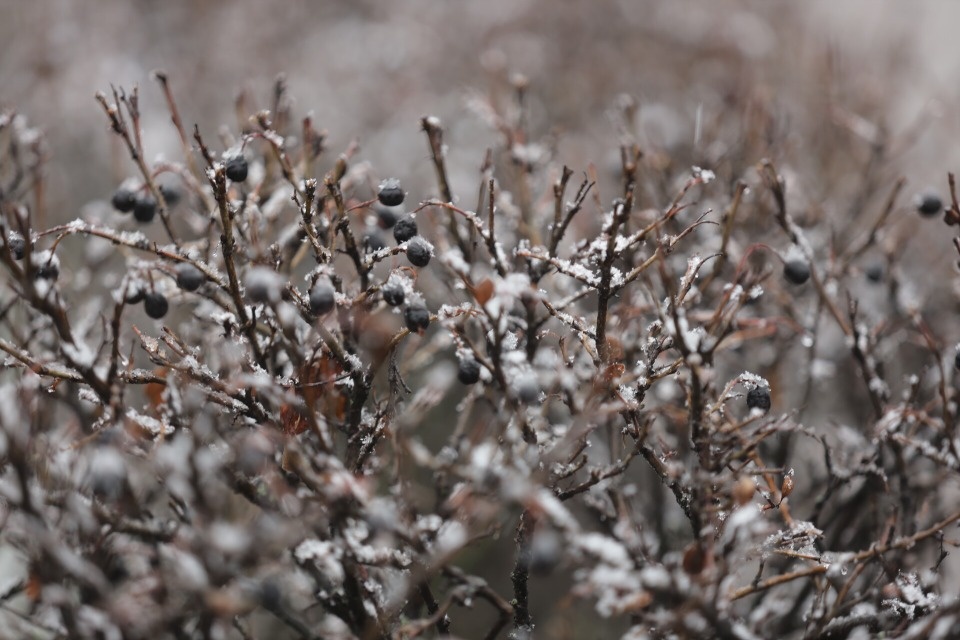 До 5 градусов тепла ожидается в Псковской области 18 марта 