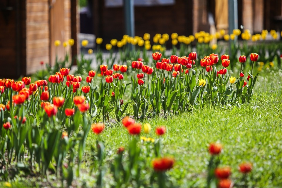 Опубликован график высадки цветов в скверах и парках Пскова в 2025 году