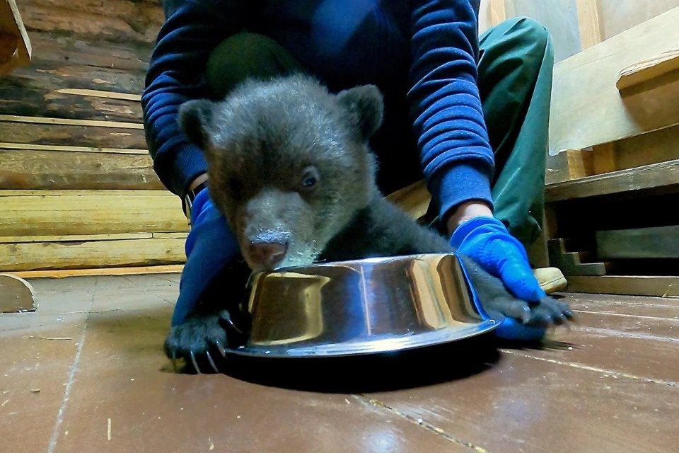 Как себя чувствует псковский медвежонок рассказали тверские волонтеры Как себя чувствует псковский медвежонок рассказали тверские волонтеры