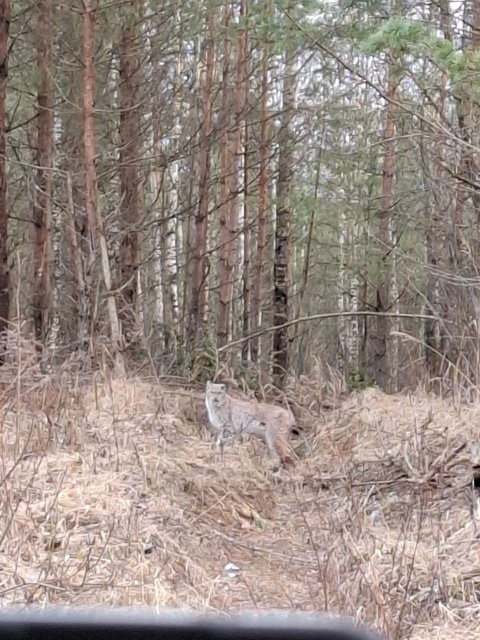 Рысь сфотографировали в Усвятском районе