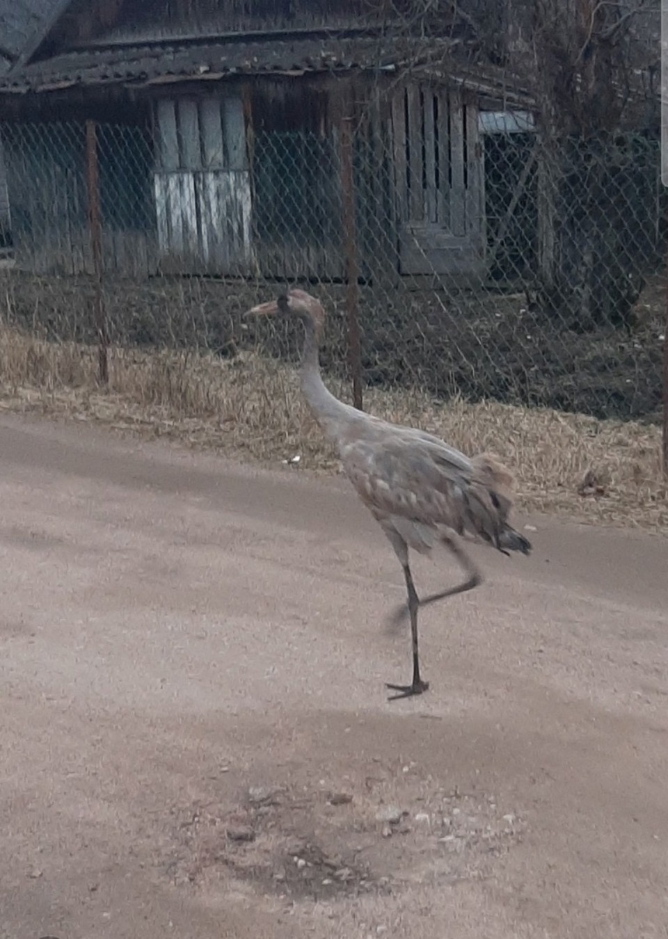 Журавль Жужа поселился в Себежском районе