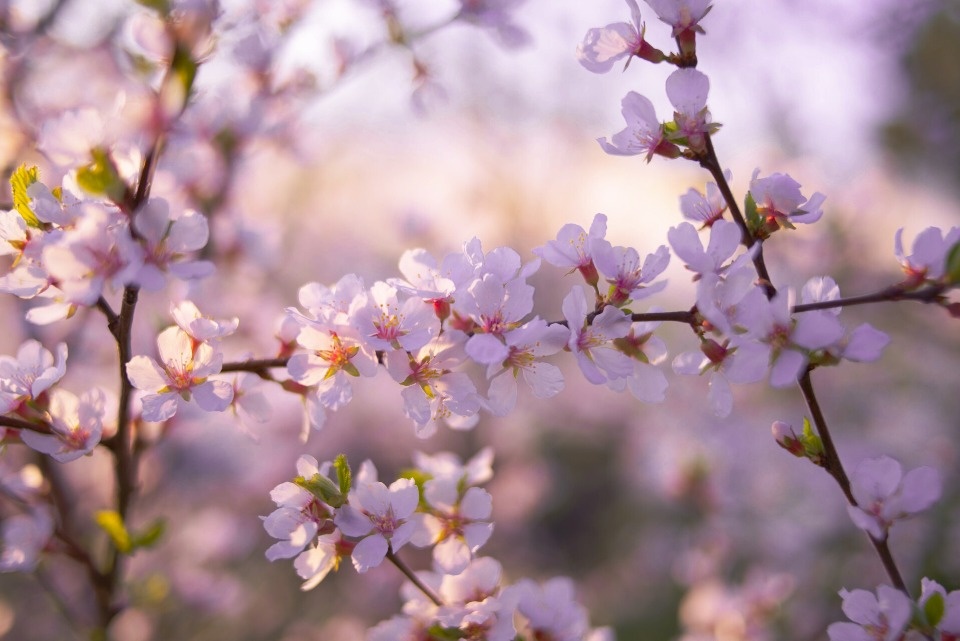 До +17 градусов прогреется воздух в Псковской области 31 марта