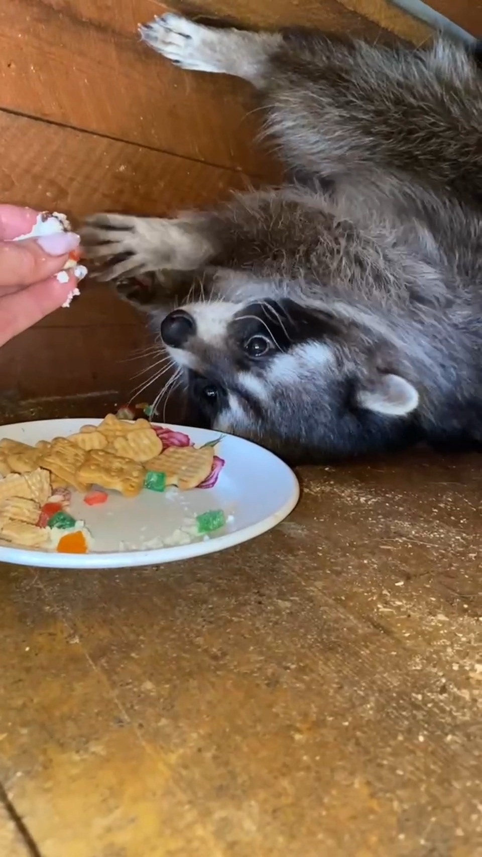 В Пскове ищут сбежавшего енота Семёна В Пскове ищут сбежавшего енота Семёна