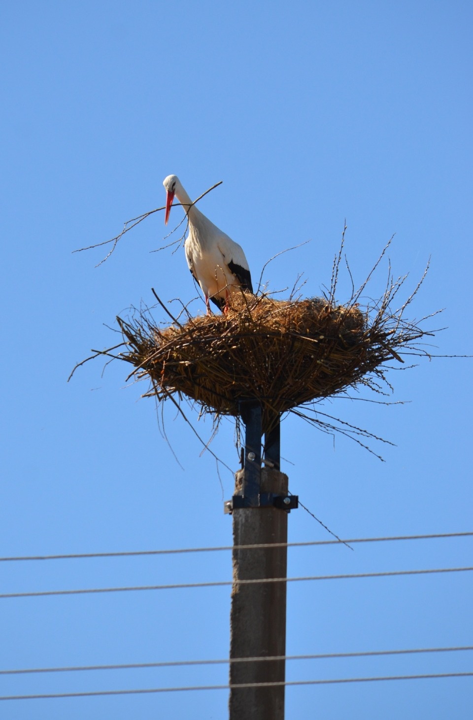 1,5 млн рублей нужно для установки подложек для гнездования аистов только в одном псковском районе 1,5 млн рублей нужно для установки подложек для гнездования аистов только в одном псковском районе