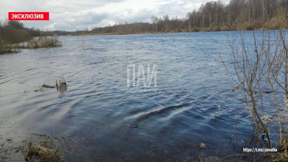 Тело пенсионера обнаружили в реке Великой в Островском районе Тело пенсионера обнаружили в реке Великой в Островском районе