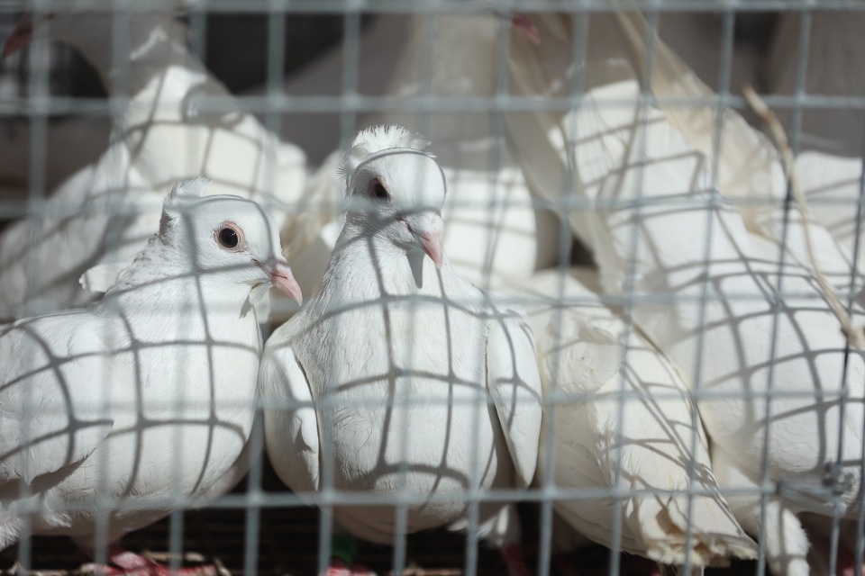 Благая весть 