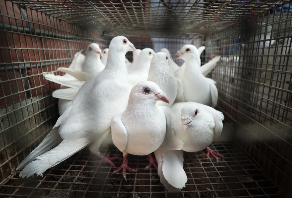 Благая весть 