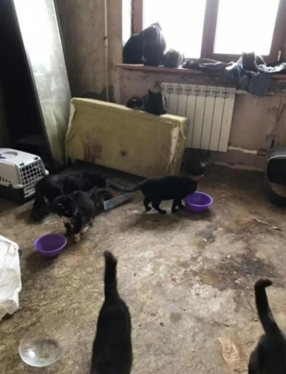 Более 50 кошек держат взаперти в ужасных условиях в Пскове