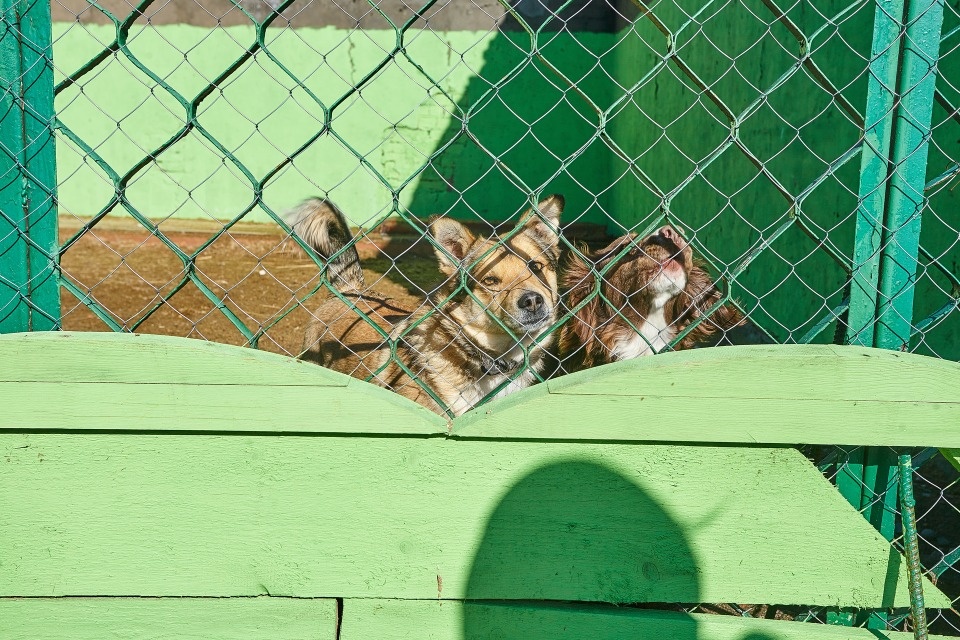 Около 500 бездомных животных планируют отловить в Псковской области 