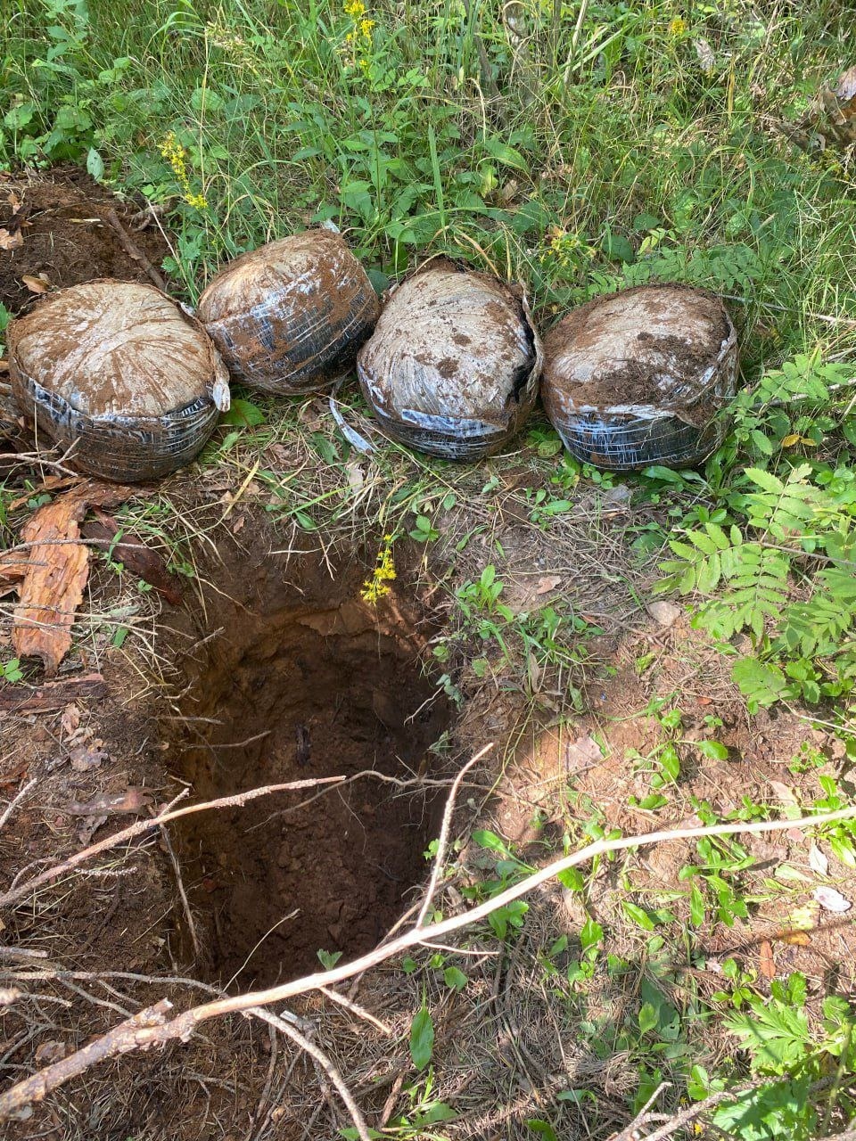 Сотрудники псковского ФСБ изъяли из незаконного оборота порядка 50 кг наркотиков Сотрудники псковского ФСБ изъяли из незаконного оборота порядка 50 кг наркотиков