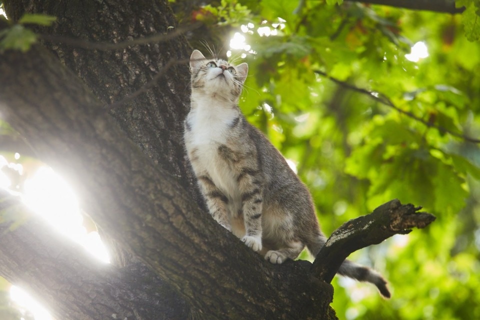 До 21 градуса тепла прогнозируется в Псковской области 17 апреля