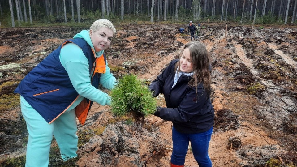 5 тысяч сеянцев сосны высадили на территории Печорского лесничества в рамках акции «Сад памяти»