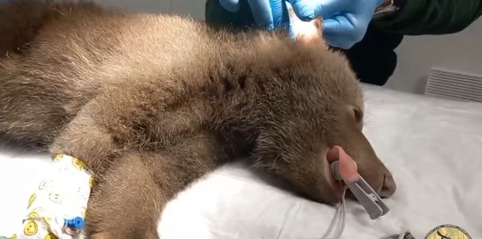 Псковская медведица Дина оказалась в госпитале Псковская медведица Дина оказалась в госпитале