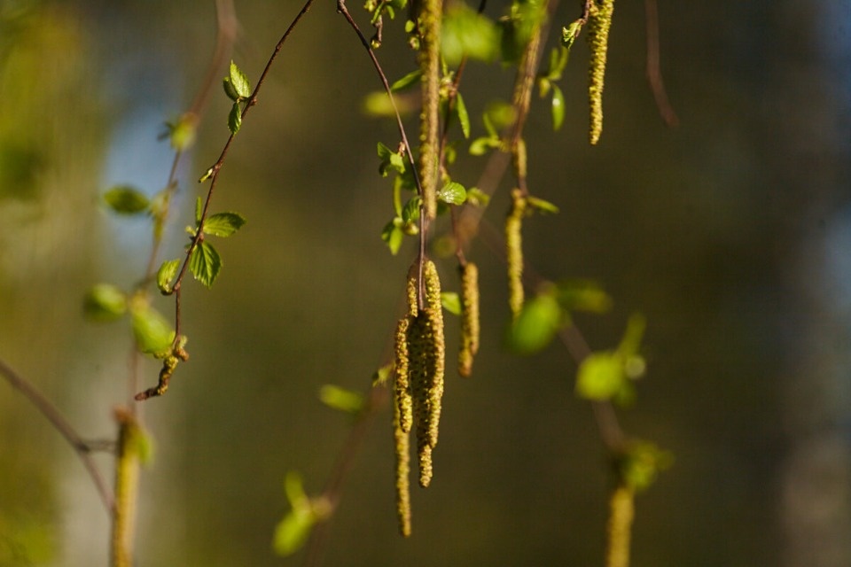 До +23 градусов ожидается в Псковской области 22 апреля