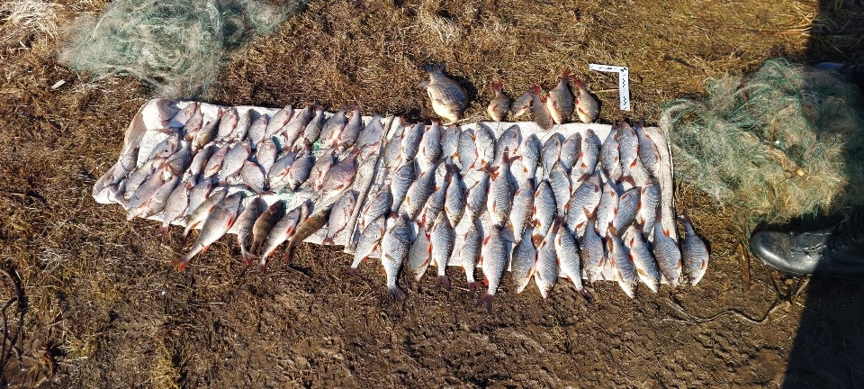 Два браконьера предстанут перед судом за незаконную рыбалку на Псковском озере