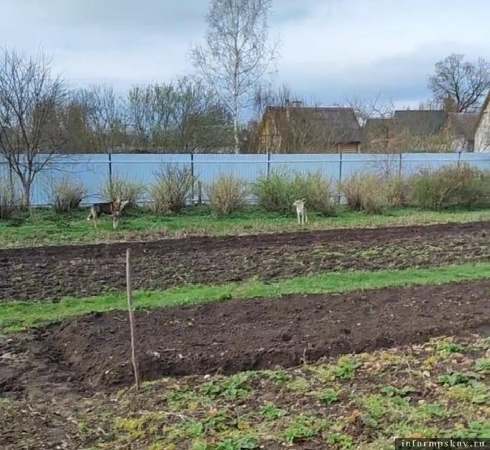 Зоозащитники забрали часть беспризорных собак из деревни Подосьё Псковского района Зоозащитники забрали часть беспризорных собак из деревни Подосьё Псковского района