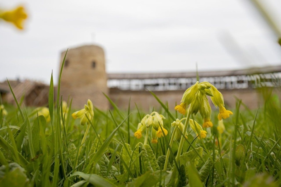 26 апреля Изборский музей-заповедник перейдет на летний режим работы 26 апреля Изборский музей-заповедник перейдет на летний режим работы