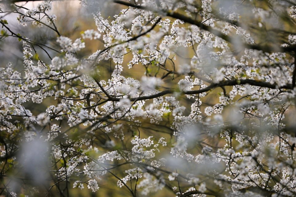 До +16 градусов ожидается в Псковской области 29 апреля
