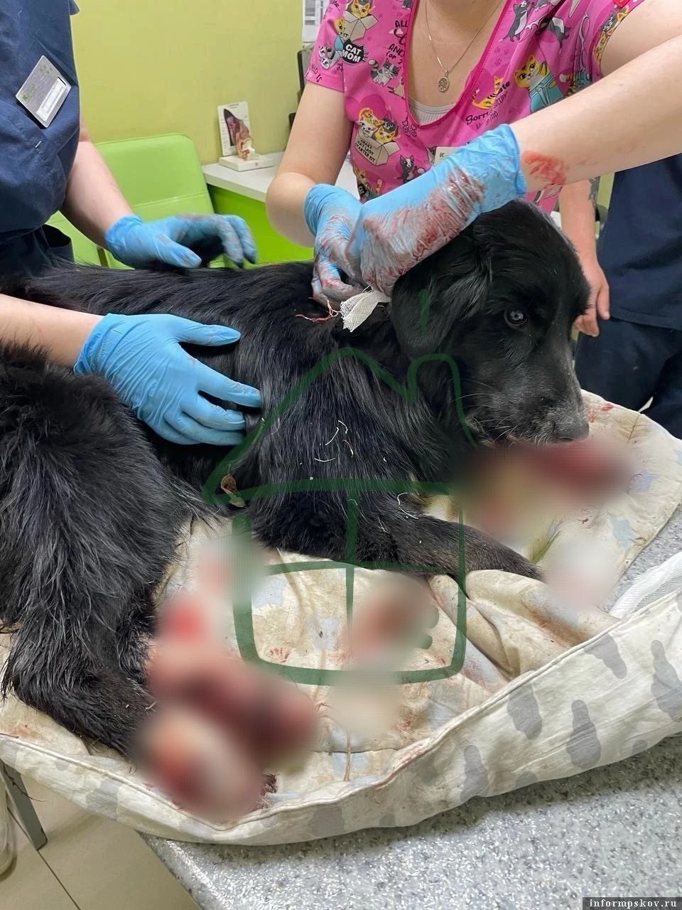 Живодера, изрезавшего собаку в Пскове, поместили в изолятор 